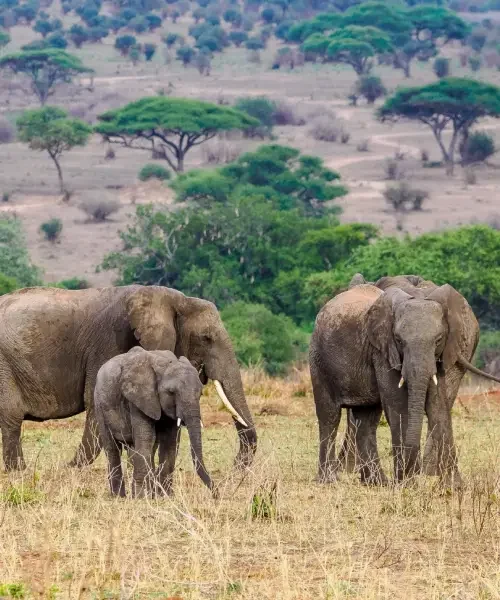11-days-tanzania-luxury-safari-and-zanzibar-beach-escape1