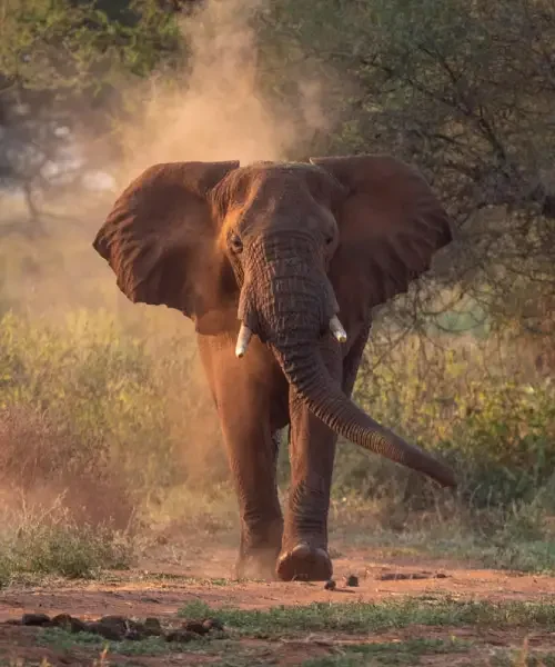 3-days-tanzania-safari1