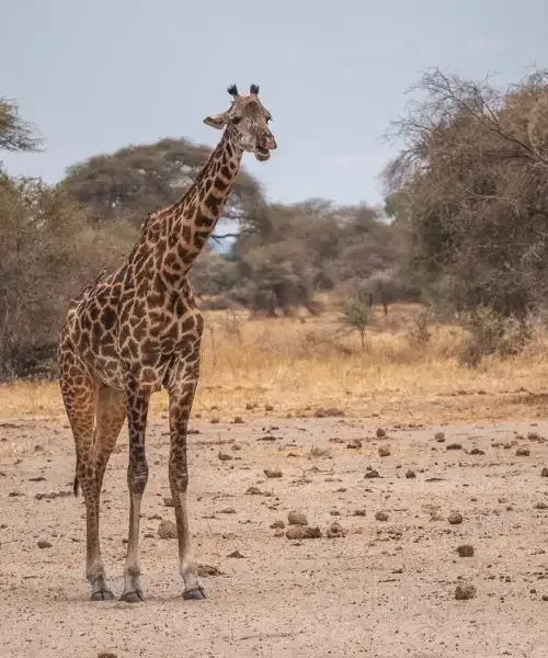 3-days-tanzania-safarii