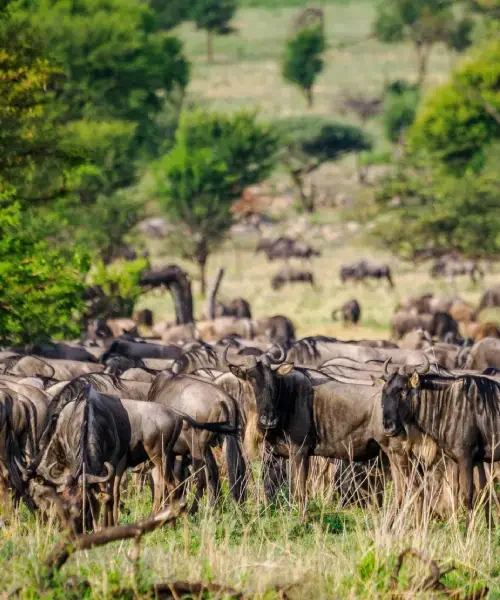 4-days-classic-tanzania-safari1