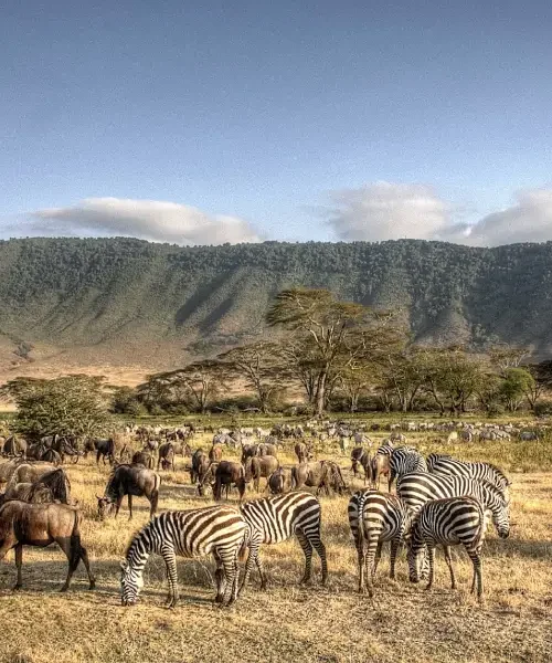 5-days-tanzania-big-five-safaris1