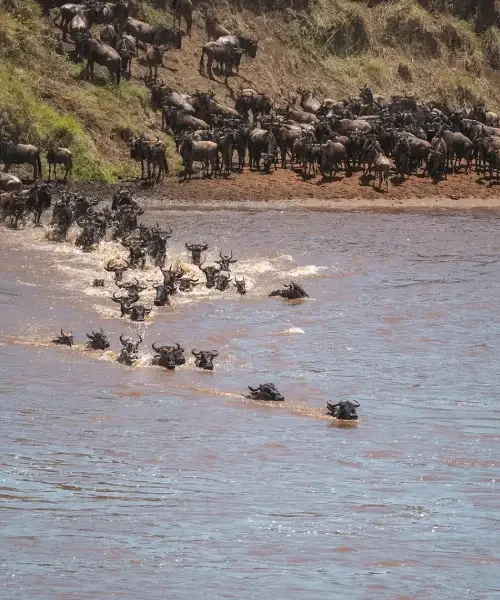 6-days-serengeti-migration-mara-river-safari1