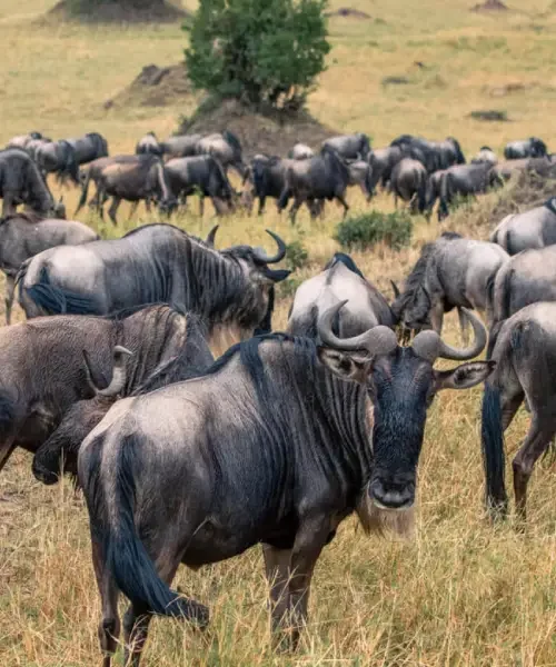 7-days-serengeti-wildeebeest-migration-safaris1