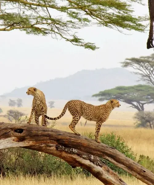 9-days-tanzania-classic-authentic-safari-and-culture-immersion1