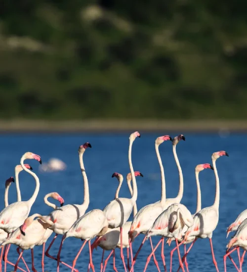lake-manyara-national-park-4
