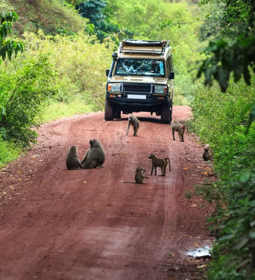lake-manyara-national-park-5