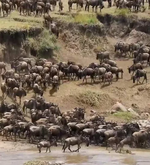 serengeti-national-park-2 (1)