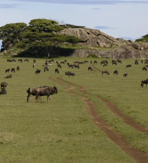 serengeti-national-park-4 (1)