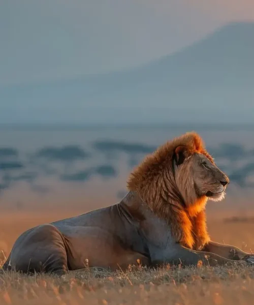serengeti